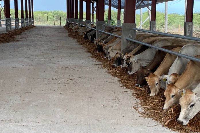 dairy_barn-jamaica