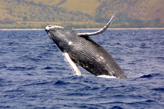 humpbackwhale_noaa
