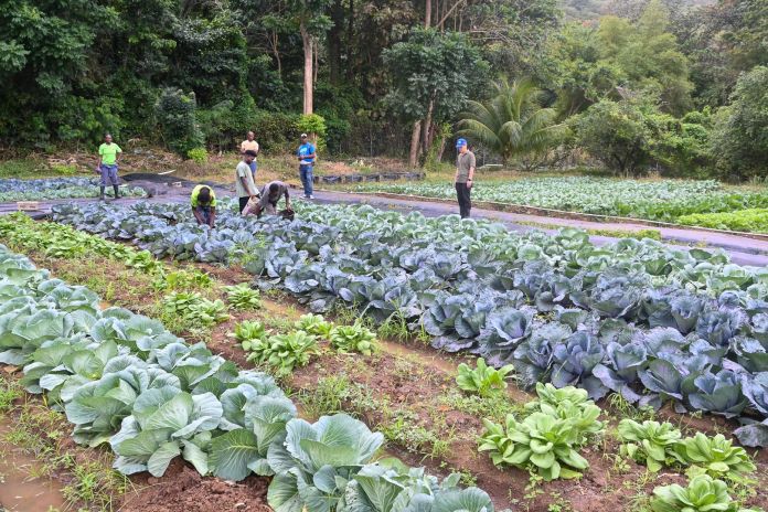 taiwan_stlucia-cabbage