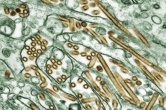 H5N1_viruses