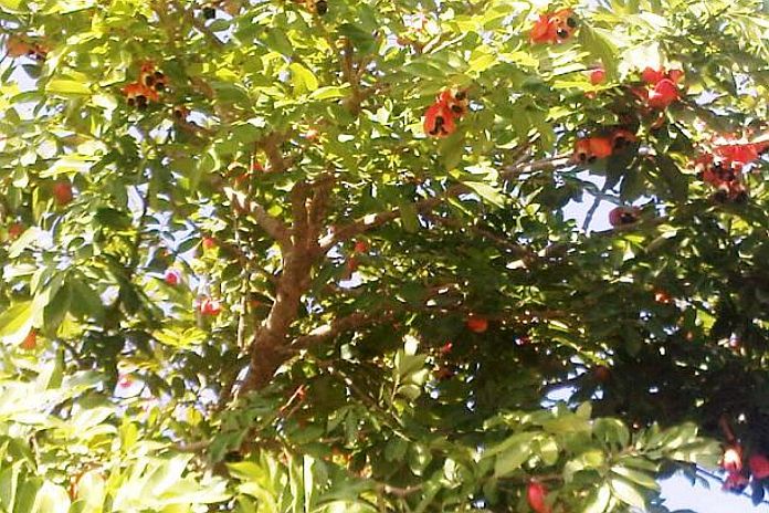 ackee_jamaica
