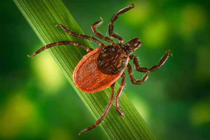 blacklegged _ticks