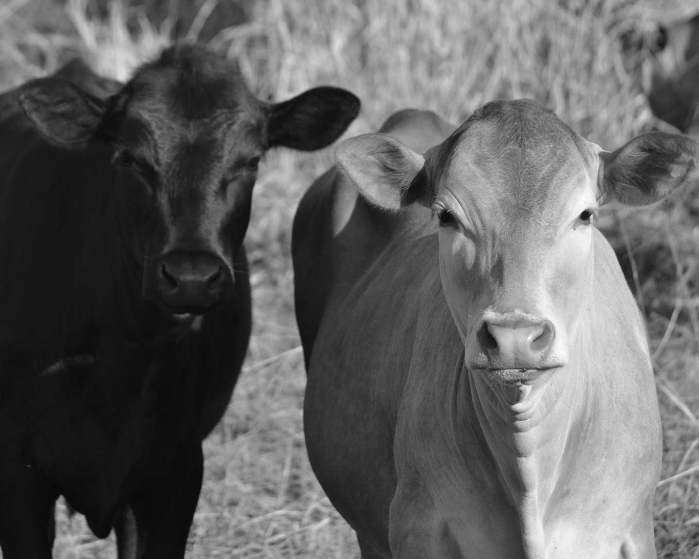 cow_