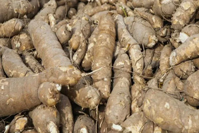 guyana_cassava