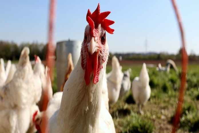 us_birdflu