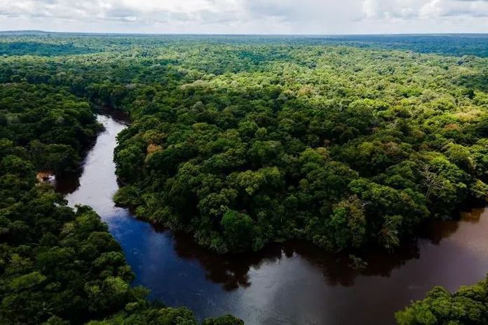 guyana_timber