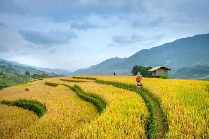 rice_prices