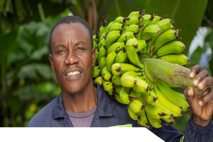 banana_zimbabwe