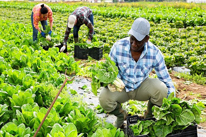 ethopia_farm -plans