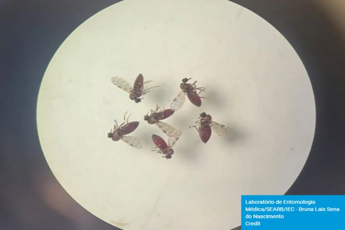oropouche_virus