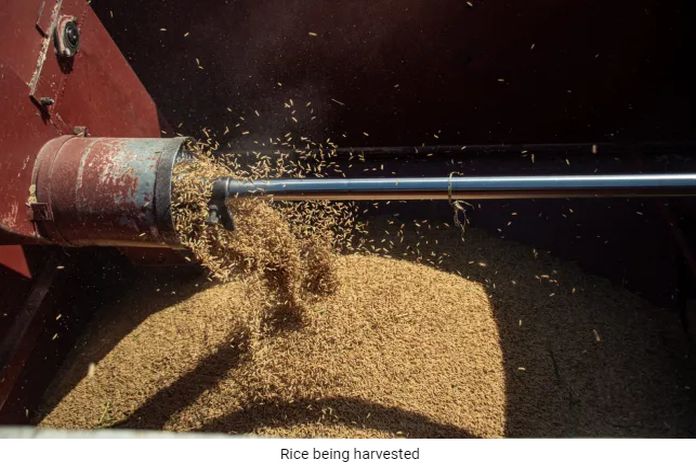 rice_guyana