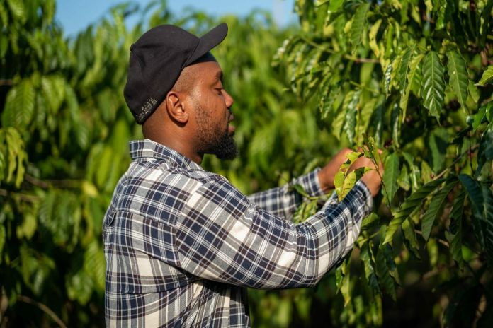 john_francois-coffee_farm