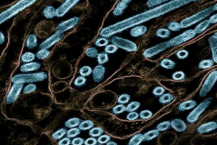 H5N1_virus