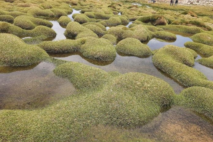 High_Andean wetlands