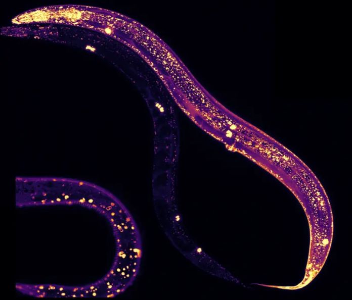 c. Elegans
