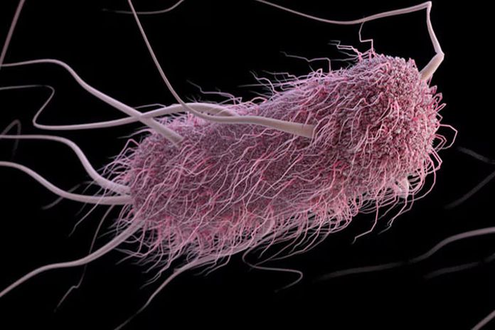 e-coli