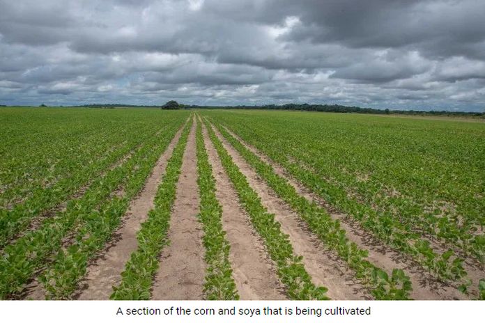 guyana_corn-soya