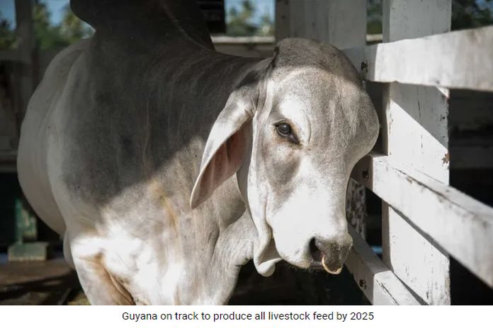 livestock_feed
