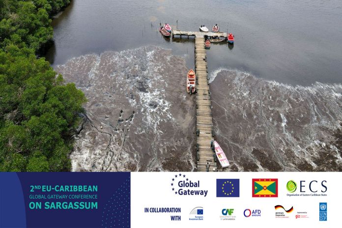 sargassum. jpg