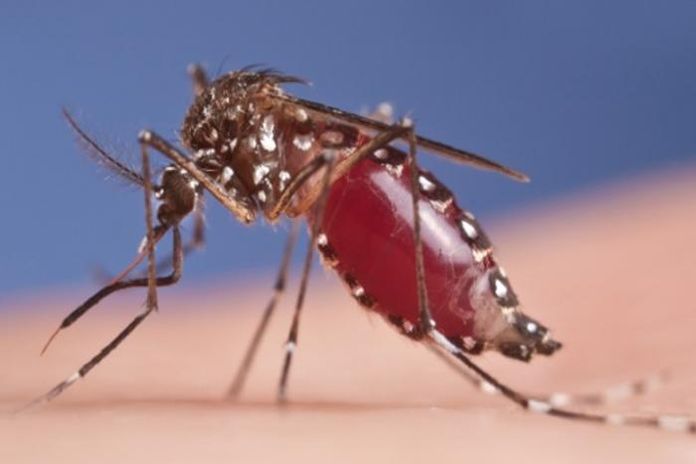 aedes aegypti_ mosquito