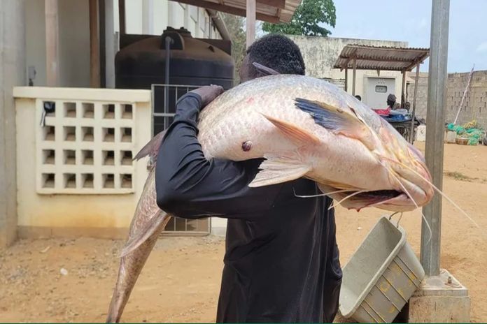 africa_fish