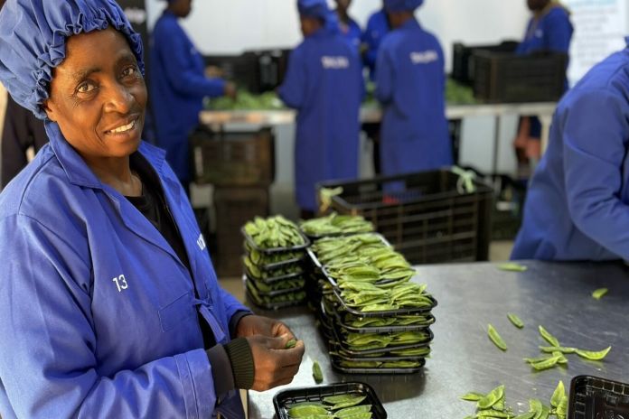 zimbabwe_uktp_beans