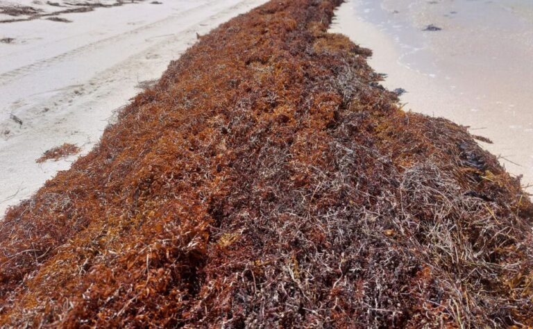 Sargassum