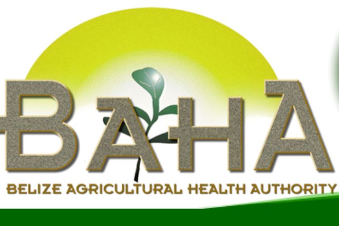 belize_baha