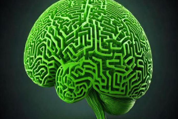 brain