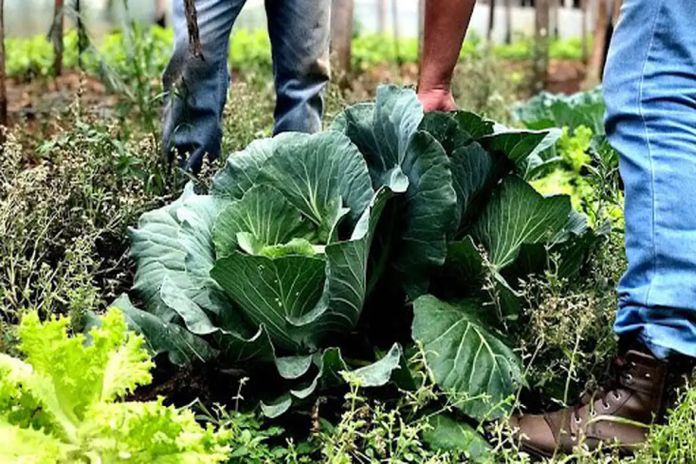 cabbage_brazil