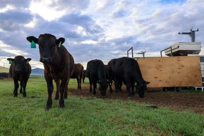 cattle_u-of-c