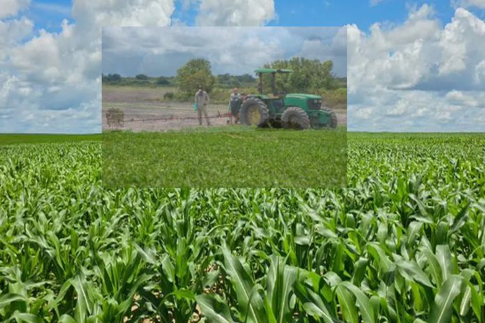 guyana_corn-2024