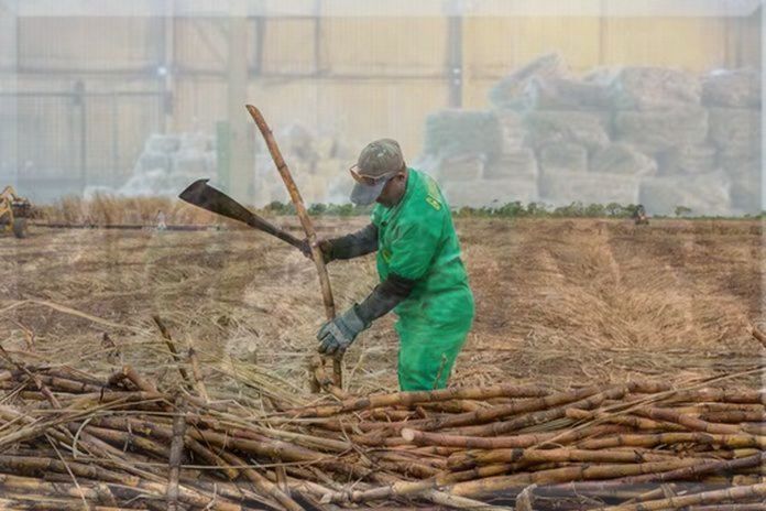 guyana_sugar-2