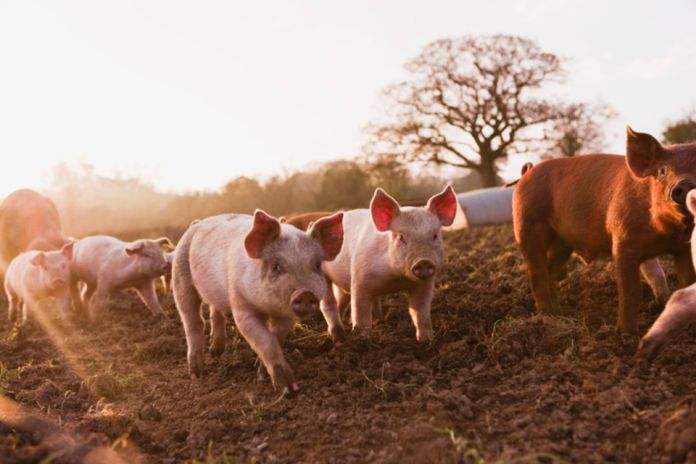 uk_pork