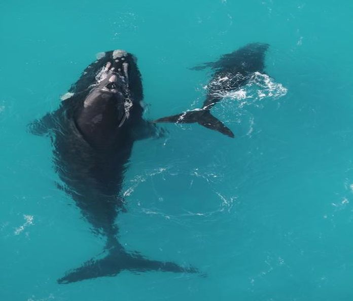whale_mother_calf