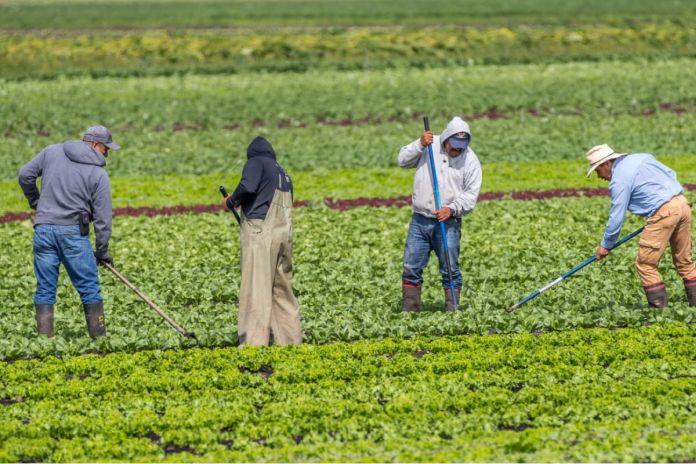 agri-food_pilot-cap