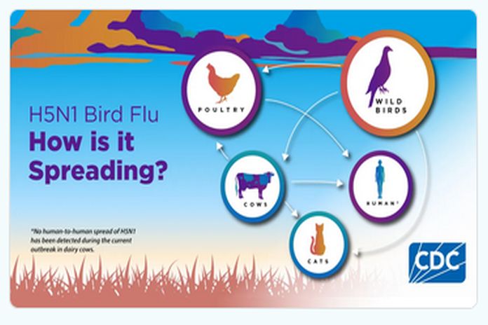 bird_flu-cdc
