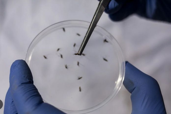 malaria_free