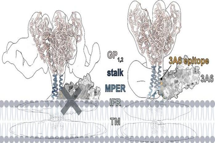 ebola-mAb-3A6