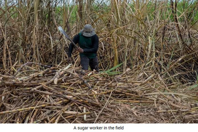 guyana_cane-field
