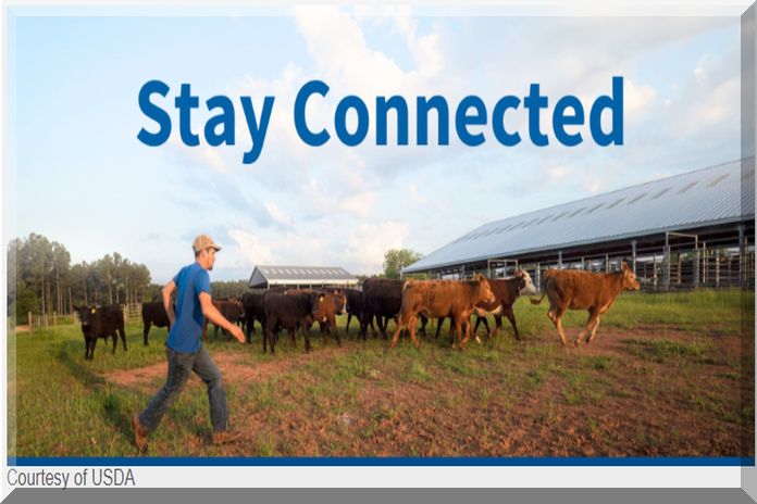 usda_cattle