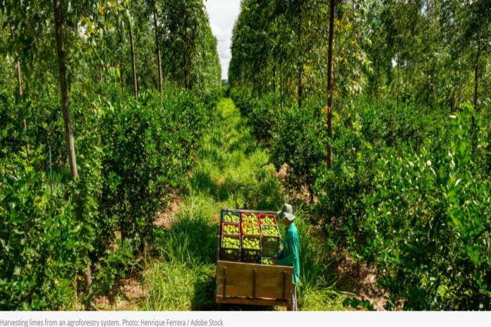 agroforestry