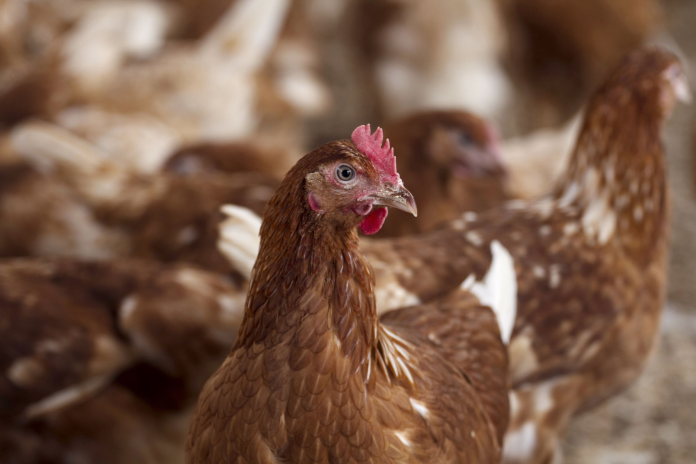 fao_H5N1