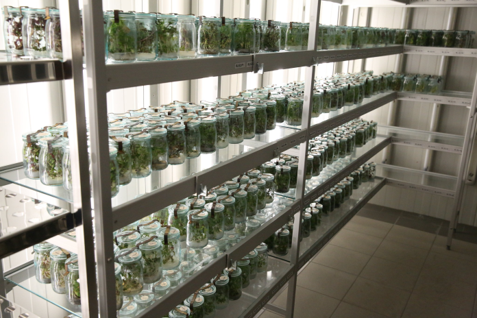 genetic_diversity