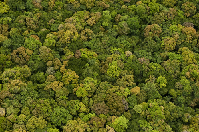 guyana_forest