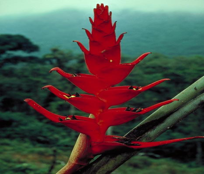 heliconia_bella