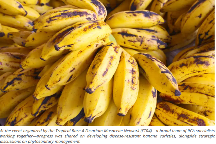 IICA_bananas