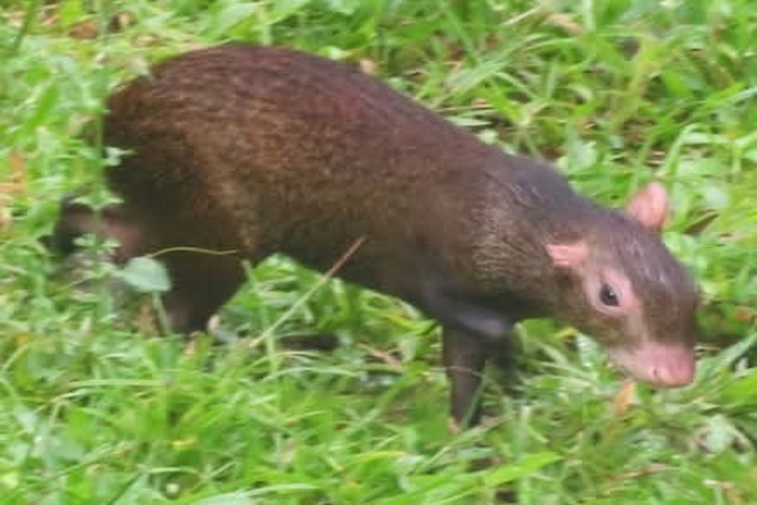 agouti