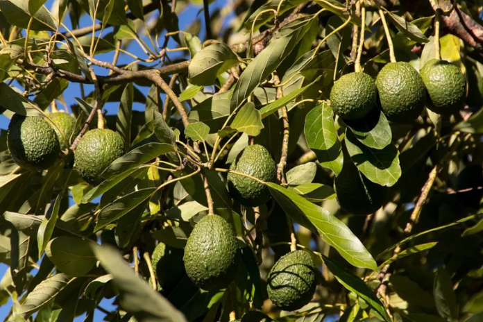 avocado