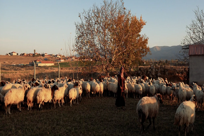 flock_sheep